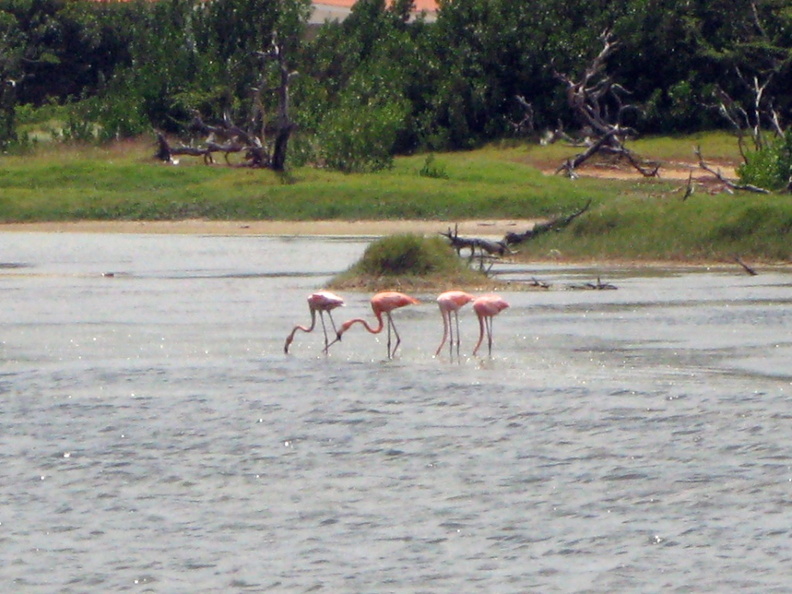 IMG_2991 Flamingos.jpg
